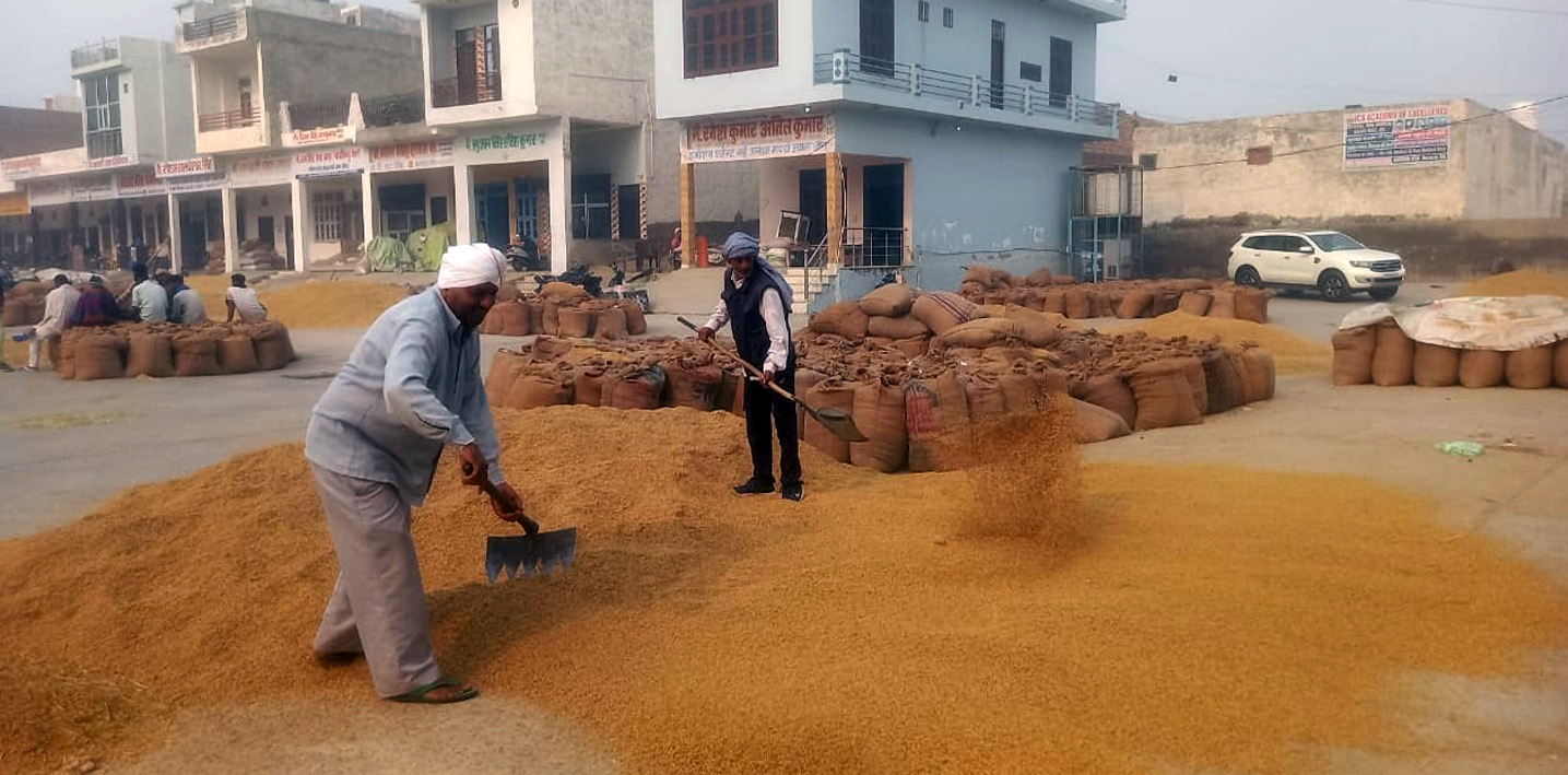 Jind news Paddy 1121 yellow gold for farmers