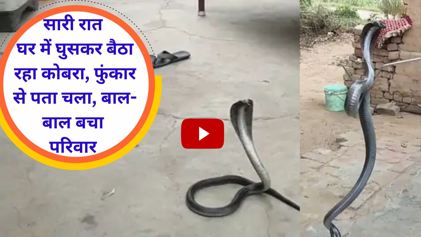 Cobra snake in Fatehabad Cobra entered the house all night and was found out by hissing, family narrowly escaped