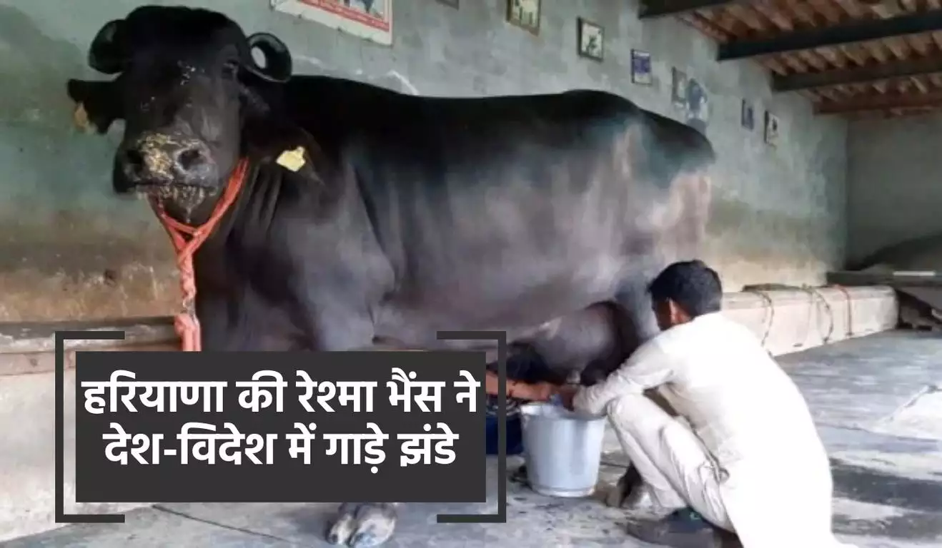 Haryana Reshma Buffalo: