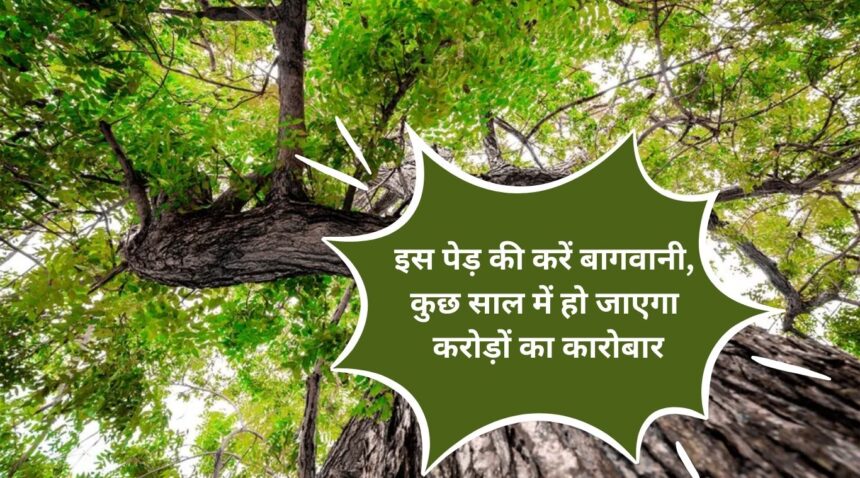 Do gardening of this tree, business worth crores will be done in few years